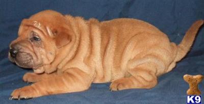 Chinese Shar-Pei Puppies